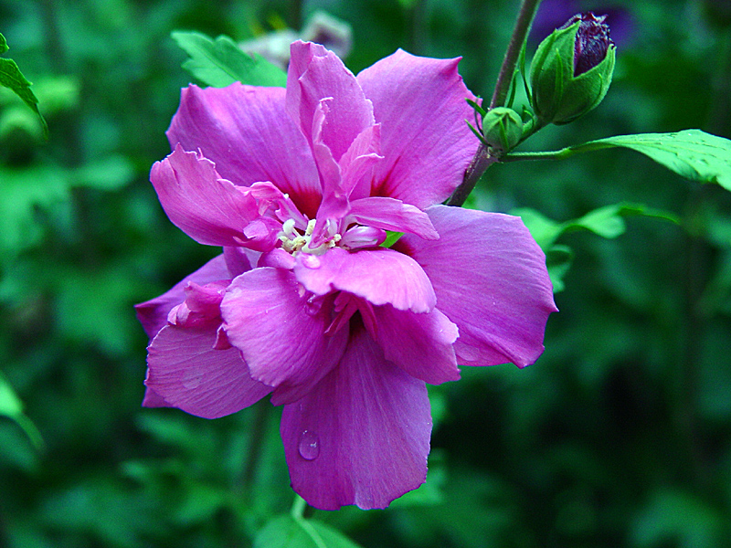 Rose of Sharon