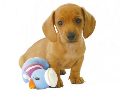 Opie and blue duck