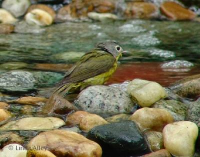 nashville  warbler