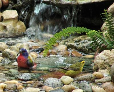 painted bunting / wilson's