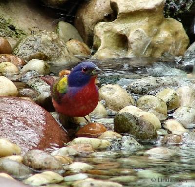 painted bunting