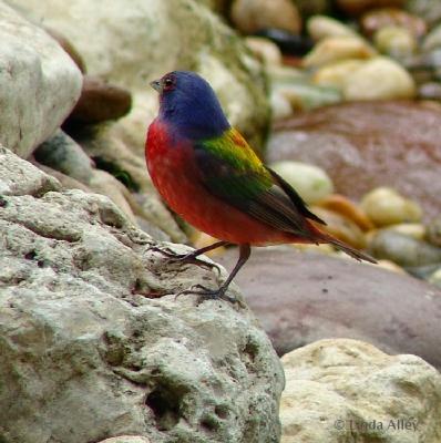 painted bunting