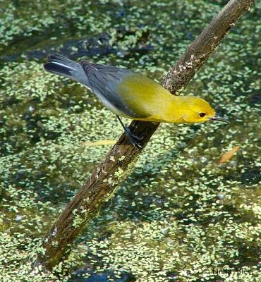 prothonotary warbler