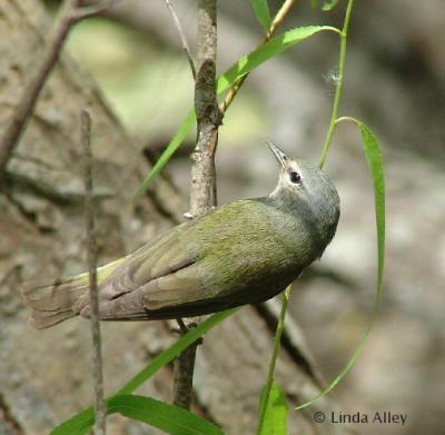 tennessee warbler