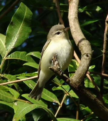 warbling vireo