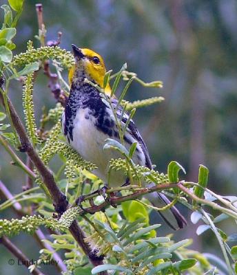 black-throated green warbler