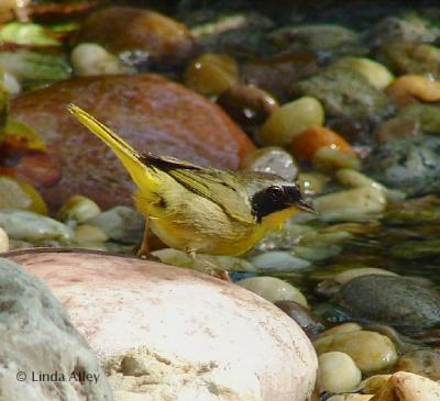 common yellowthroat warbler