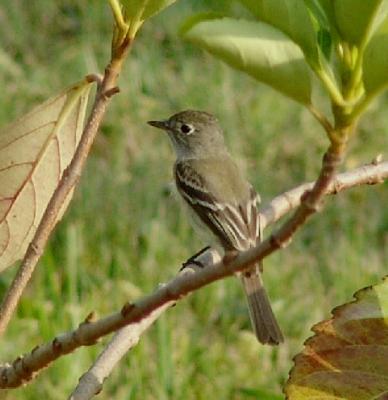 flycatcher id