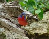 painted bunting male