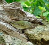 tennessee warbler
