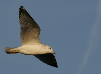 Ring-billed Gull