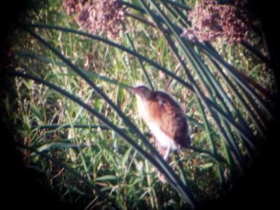 u13/wpatterson/medium/38483055.LeastBittern4Destin704.jpg