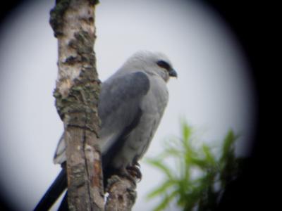 Mississippi Kite  Adult April 2004