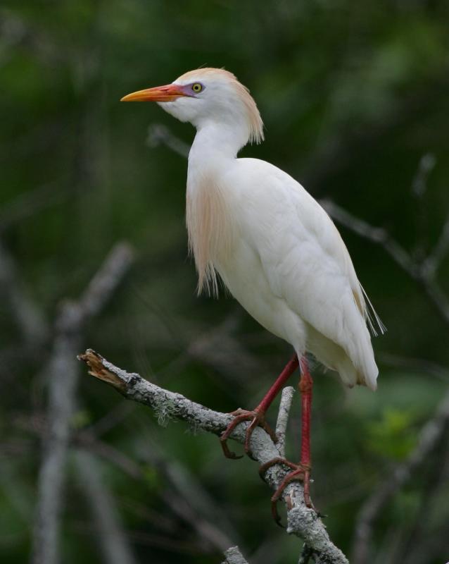 Cattle Egret HJ2K2489