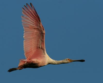 Roseate Spoonbill IMG_5237