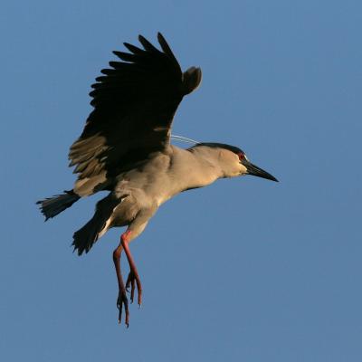 Black Crowned Night Heron IMG_5252