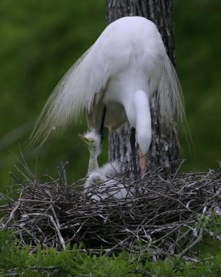 Great Egret HJ2K3924