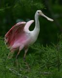 Roseate Spoonbill HJ2K2337