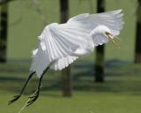 Great Egret HJ2K3513