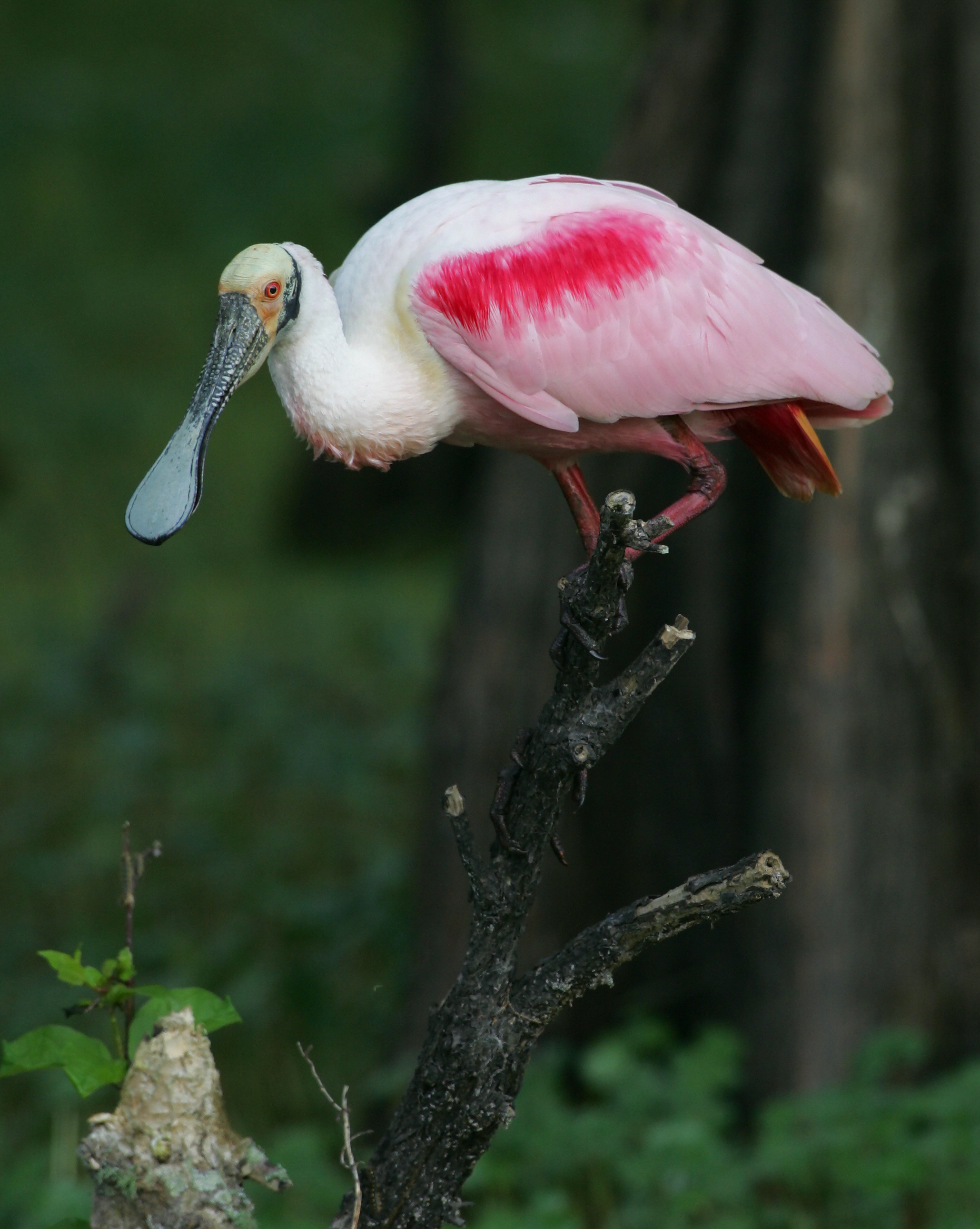 Roseate Spoonbill HJ2K4049