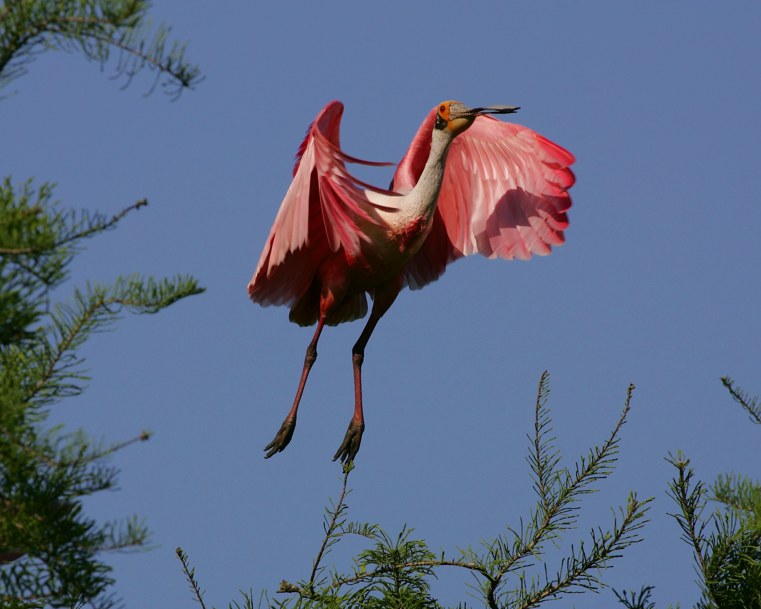 Roseate Spoonbill HJ2K4325