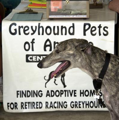 Greyhound meet and greet in Hancock