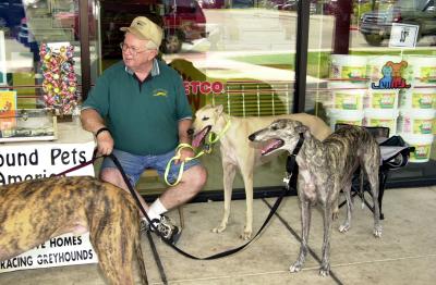 Greyhound meet and greet in Hancock