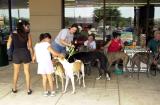 Greyhound meet and greet in Hancock