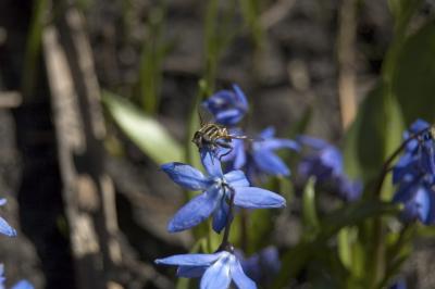 First Flowers