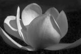 Magnolia <br> Parc Floral de Paris