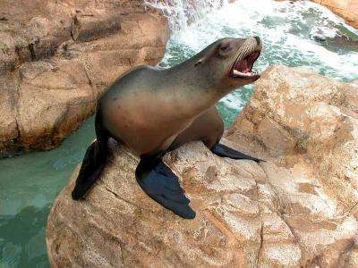 Talkative sea lion - Taken at Seaworld, San Diego, 2002