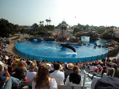 Performing pilot whale