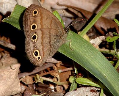 Little Wood-Satyr (Megisto cymela)