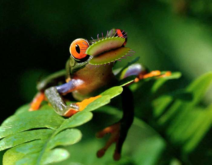 Venus Fly Frog.jpg