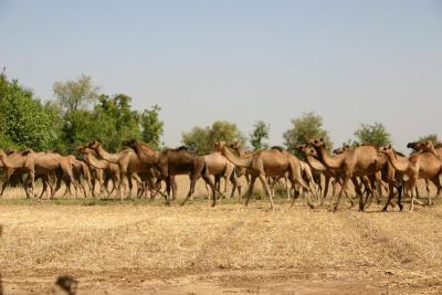 Camels, Gujarat