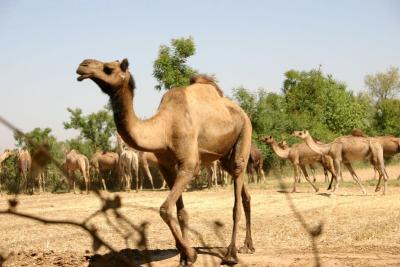 Camels, Gujarat