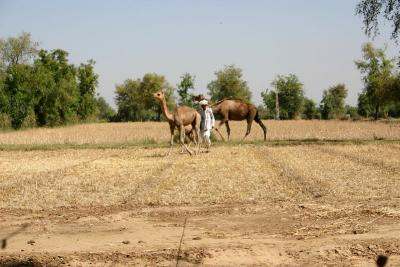 The Camel Herdsman, Gujarat
