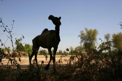 Camel Silhouette, Gujarat