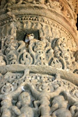 Little lost squirrel, Sun Temple, Modhera, Gujarat