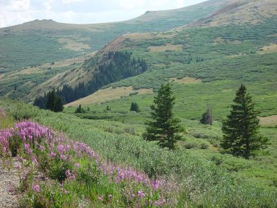 Fireweed on Guanella Pass