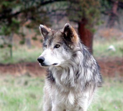 wolf.jpg