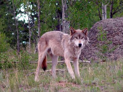 u13/yllstonewolf/medium/3568939.yukonweb.jpg