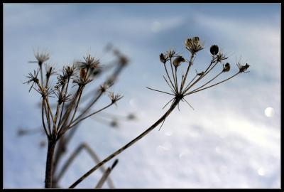 1-05salsify.jpg