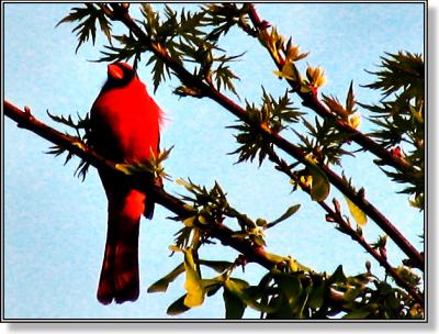 a noisy Lincoln Nebraska Cardinal - April 17, 2005