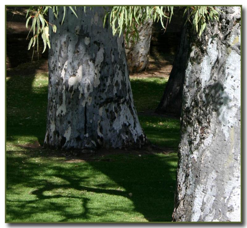 Tree trunks