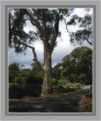 Eucalyptus tree in January