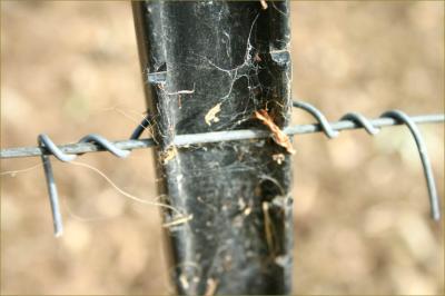 Web  & wire on a fence strut
