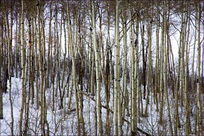 Aspen Grove