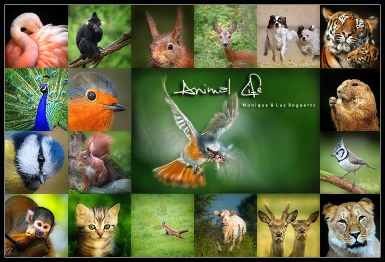 Animal Life logo