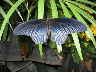d'un papillon bleu